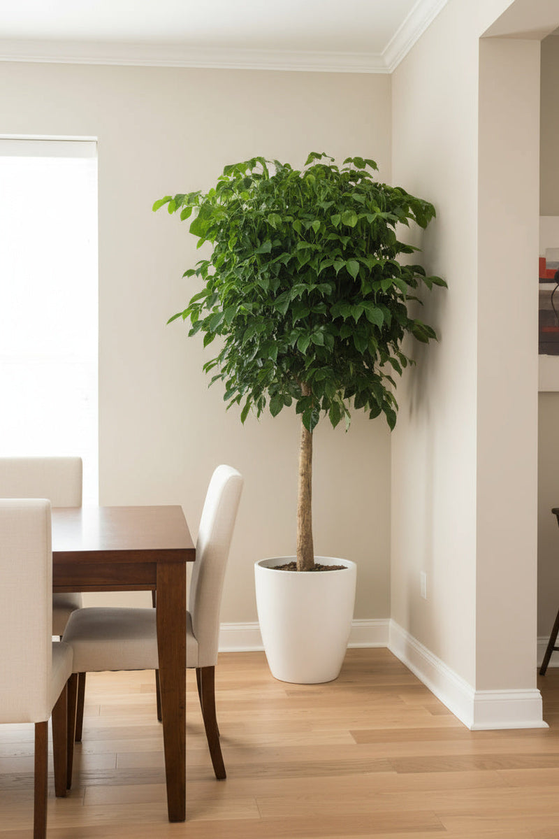 China Doll Tree XL (1.5m) - Potted plant -  Tumbleweed Plants