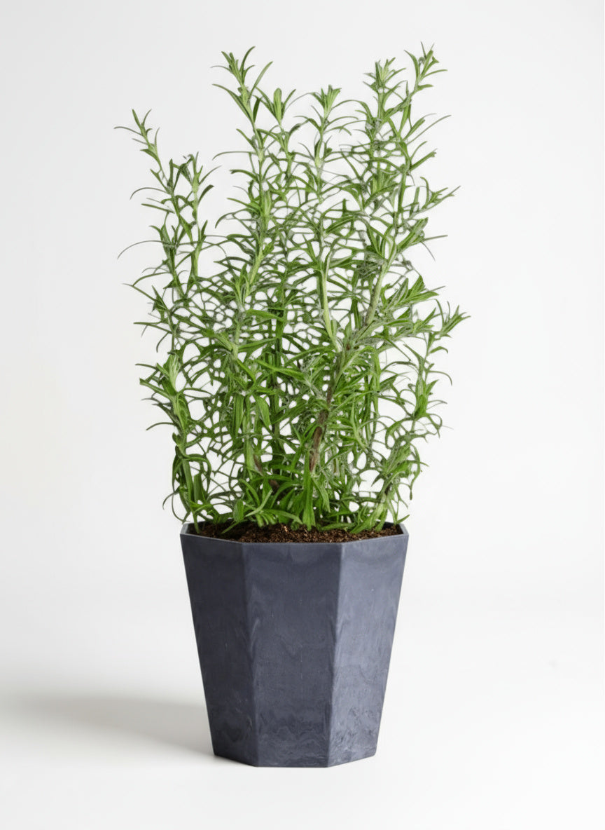 Assorted Rosemary - Potted plant -  Tumbleweed Plants