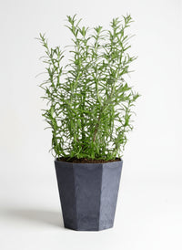 Assorted Rosemary - Potted plant -  Tumbleweed Plants