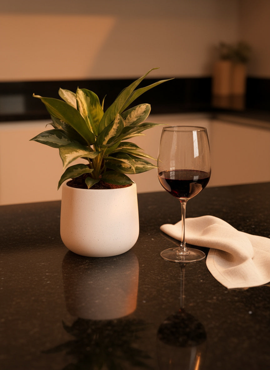 Aglaonema Pattaya Diamond Baby - Potted plant -  Tumbleweed Plants