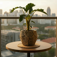 Alocasia Macrorrhizos ‘Lutea’