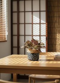 Assorted Episcia Plant