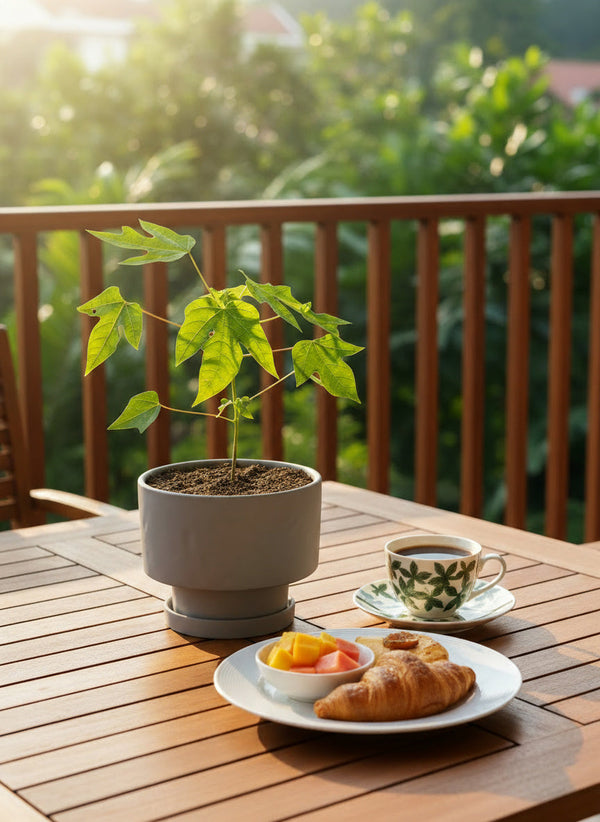 Papaya Plant Junior - Potted plant -  Tumbleweed Plants