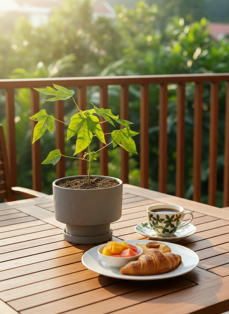 Papaya Plant Junior - Potted plant -  Tumbleweed Plants