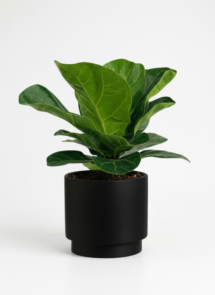 Baby Ficus Lyrata