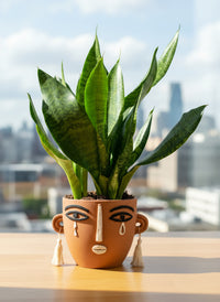 Little Sansevieria Zeylanica