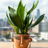 Little Sansevieria Zeylanica