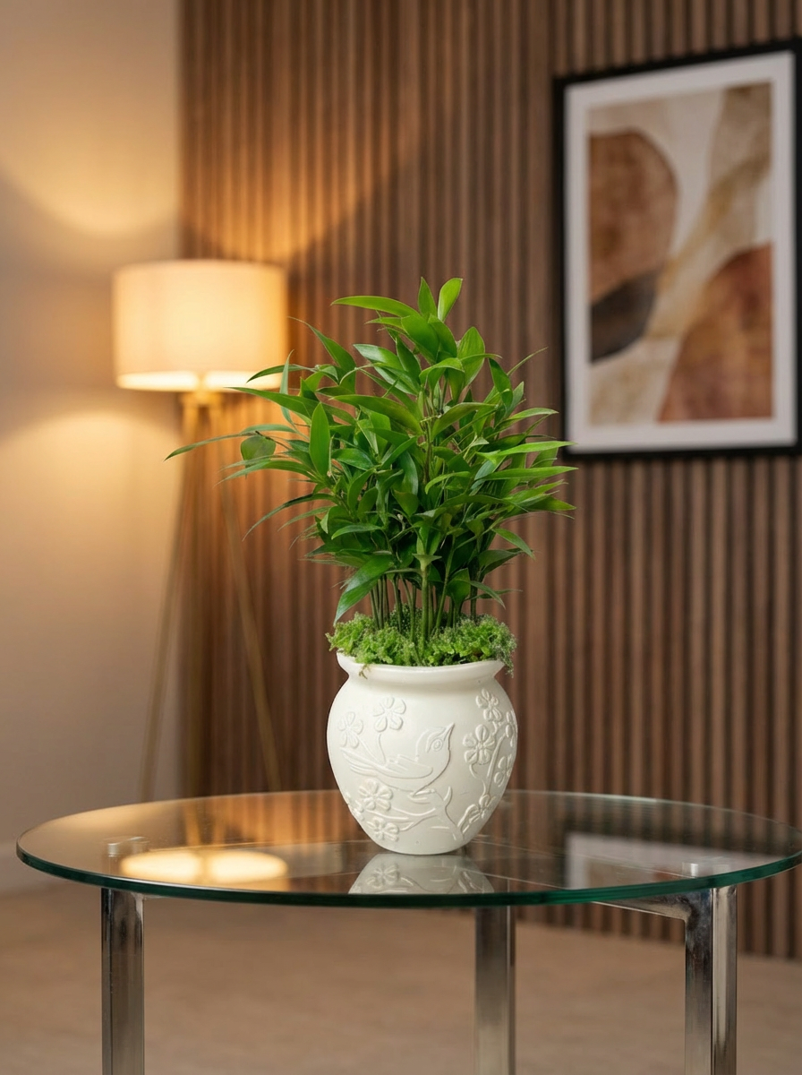 Podocarpus Macrophyllus Arrangement