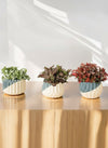 Mini Assorted Fittonia (Set of 2)