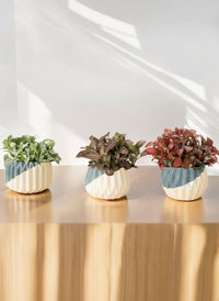 Mini Assorted Fittonia (Set of 2)