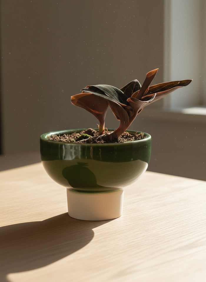 Jewel Orchid
