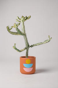 Euphorbia White Ghost - Potted plant -  Tumbleweed Plants