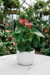 Anthurium Flamingo Red Junior - Potted plant -  Tumbleweed Plants