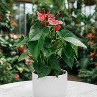 Anthurium Flamingo Red Junior