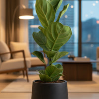 Large Ficus Lyrata