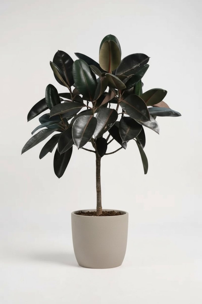 Ficus Elastica - Rubber Tree - Potted plant - POTT - RUBB - GRW - 1915 - Tumbleweed Plants - Online Plant Delivery Singapore