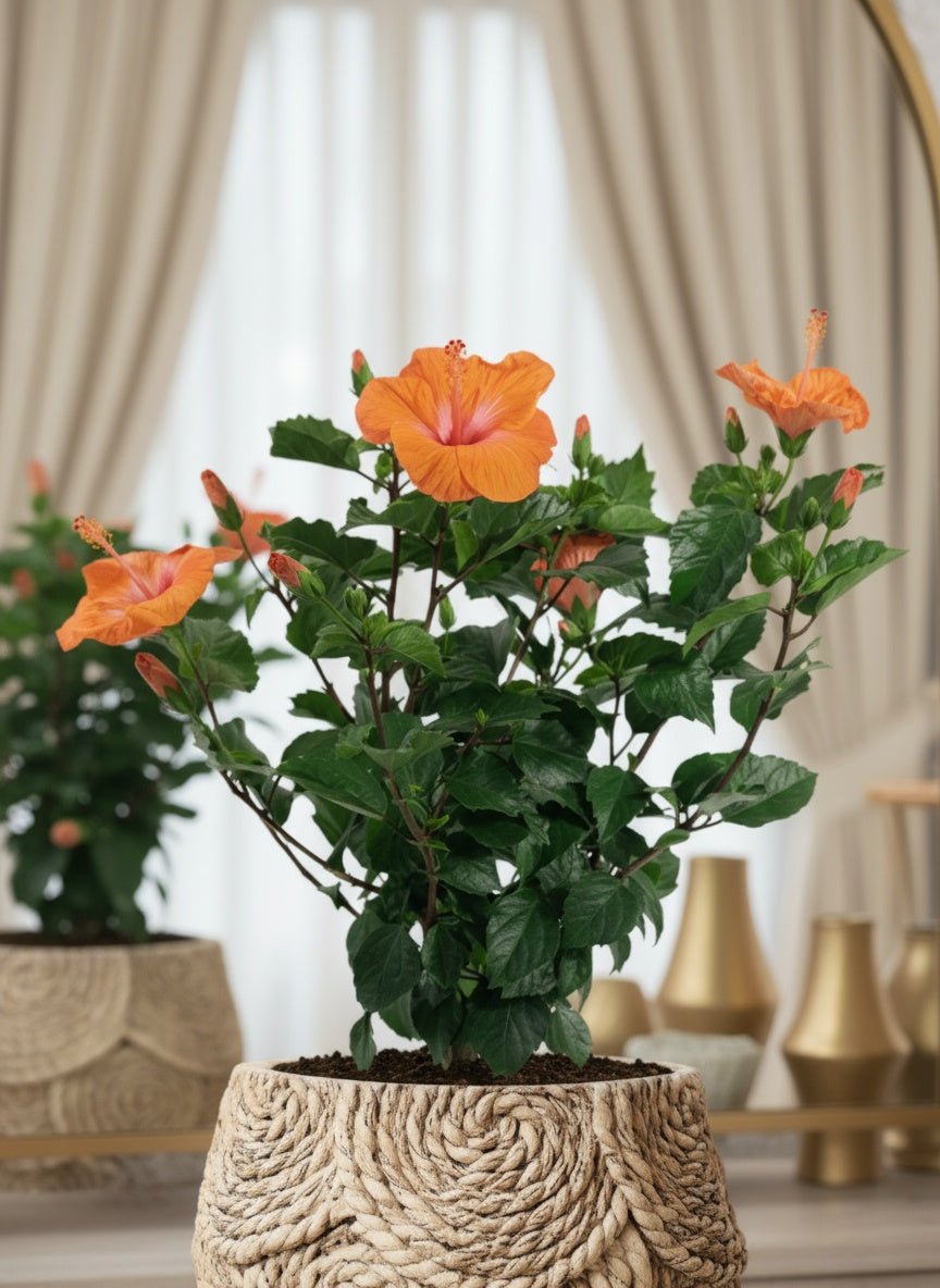 Hibiscus - Potted plant - POTT-HIBI-GRW-5141 - Tumbleweed Plants - Online Plant Delivery Singapore