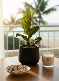 Dieffenbachia Cheetah - Potted plant -  Tumbleweed Plants