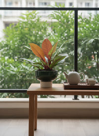 Philodendron Orange Congo