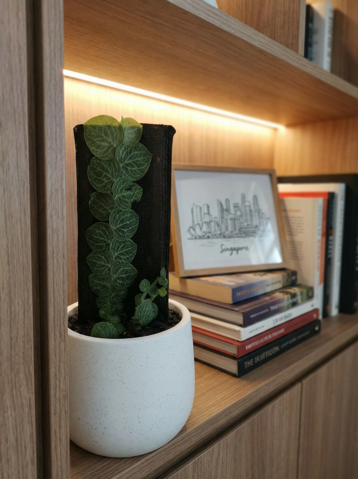 Rhaphidophora Cryptantha - Large