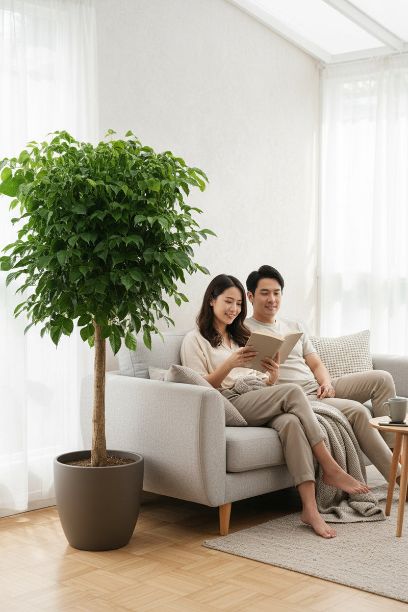 China Doll Tree XL (1.5m) - Potted plant -  Tumbleweed Plants