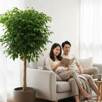 China Doll Tree XL (1.5m)