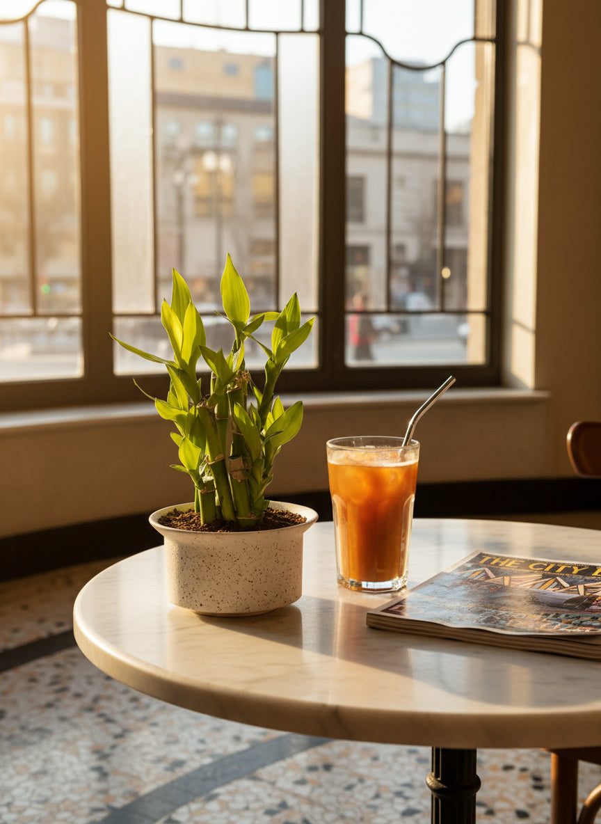 Mini Lucky Bamboo Plant - Cluster