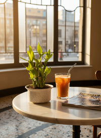 Mini Lucky Bamboo Plant - Cluster