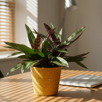Rhoeo Plant