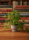 Mosquito Plant - Pelargonium Citrosum - Potted plant -  Tumbleweed Plants