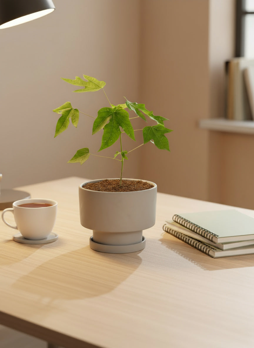 Papaya Plant Junior - Potted plant -  Tumbleweed Plants