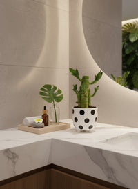 Mini Lucky Bamboo Plant