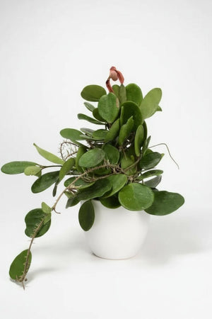 Hoya Obovata - Potted plant - POTT - HOYA - 7467 - Tumbleweed Plants - Online Plant Delivery Singapore