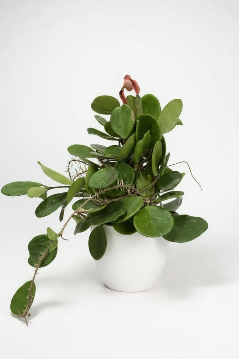 Hoya Obovata - Potted plant -  Tumbleweed Plants