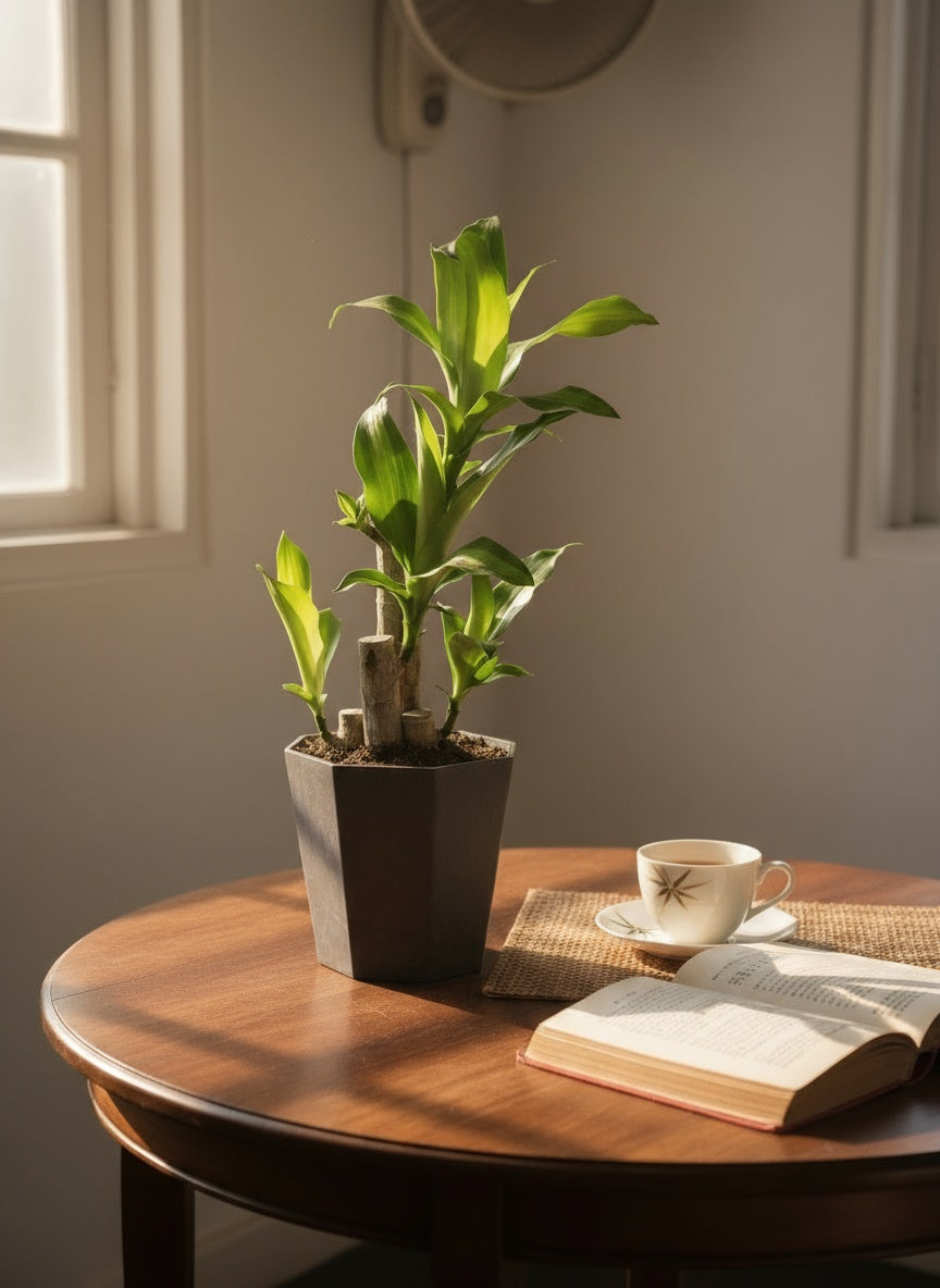 Dracaena Fragrans (Iron Tree) - 0.4m - Potted plant -  Tumbleweed Plants