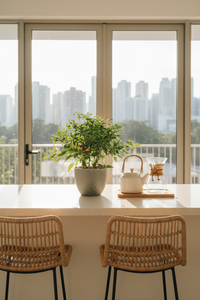 Chili Plant - Potted plant -  Tumbleweed Plants