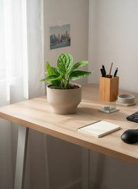 Monstera Peru Plant - Potted plant -  Tumbleweed Plants