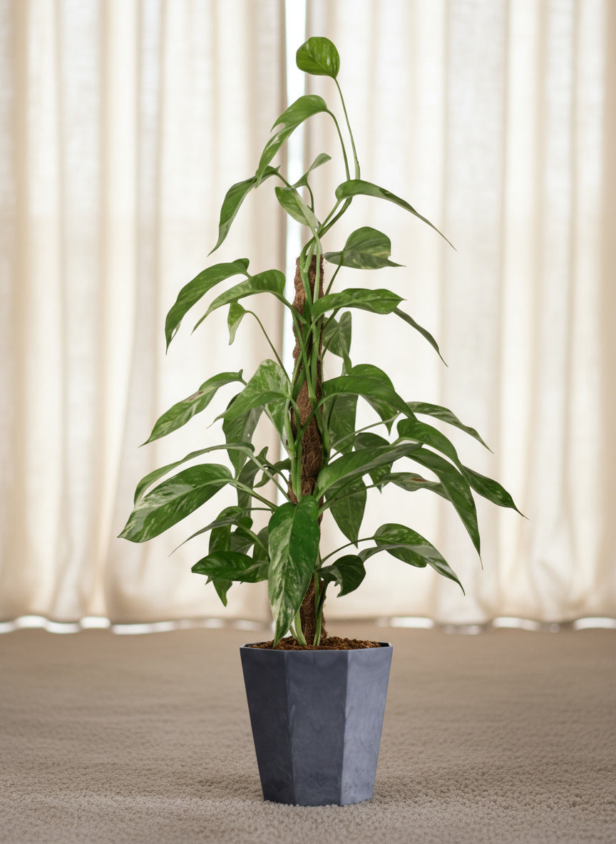 Epipremnum Pinnatum "Albo Variegata"