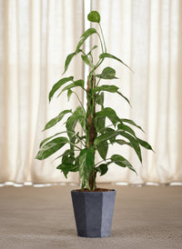 Epipremnum Pinnatum "Albo Variegata"