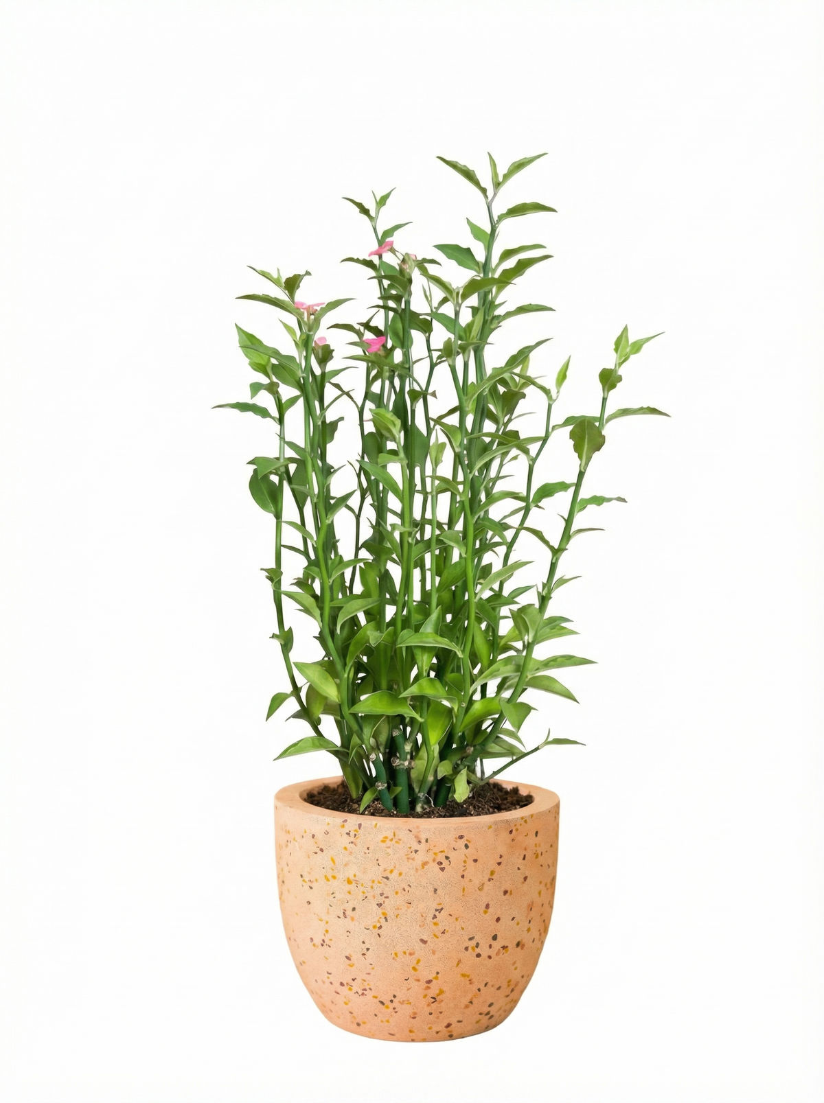 Euphorbia Milii - Bird Plant