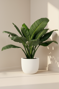 Sensation Peace Lily - Potted plant -  Tumbleweed Plants