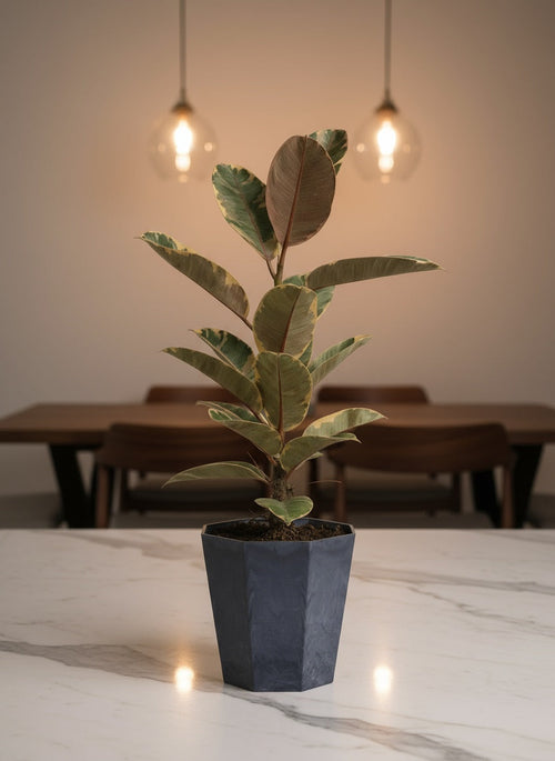 Ficus Elastica Ruby - Potted plant -  Tumbleweed Plants