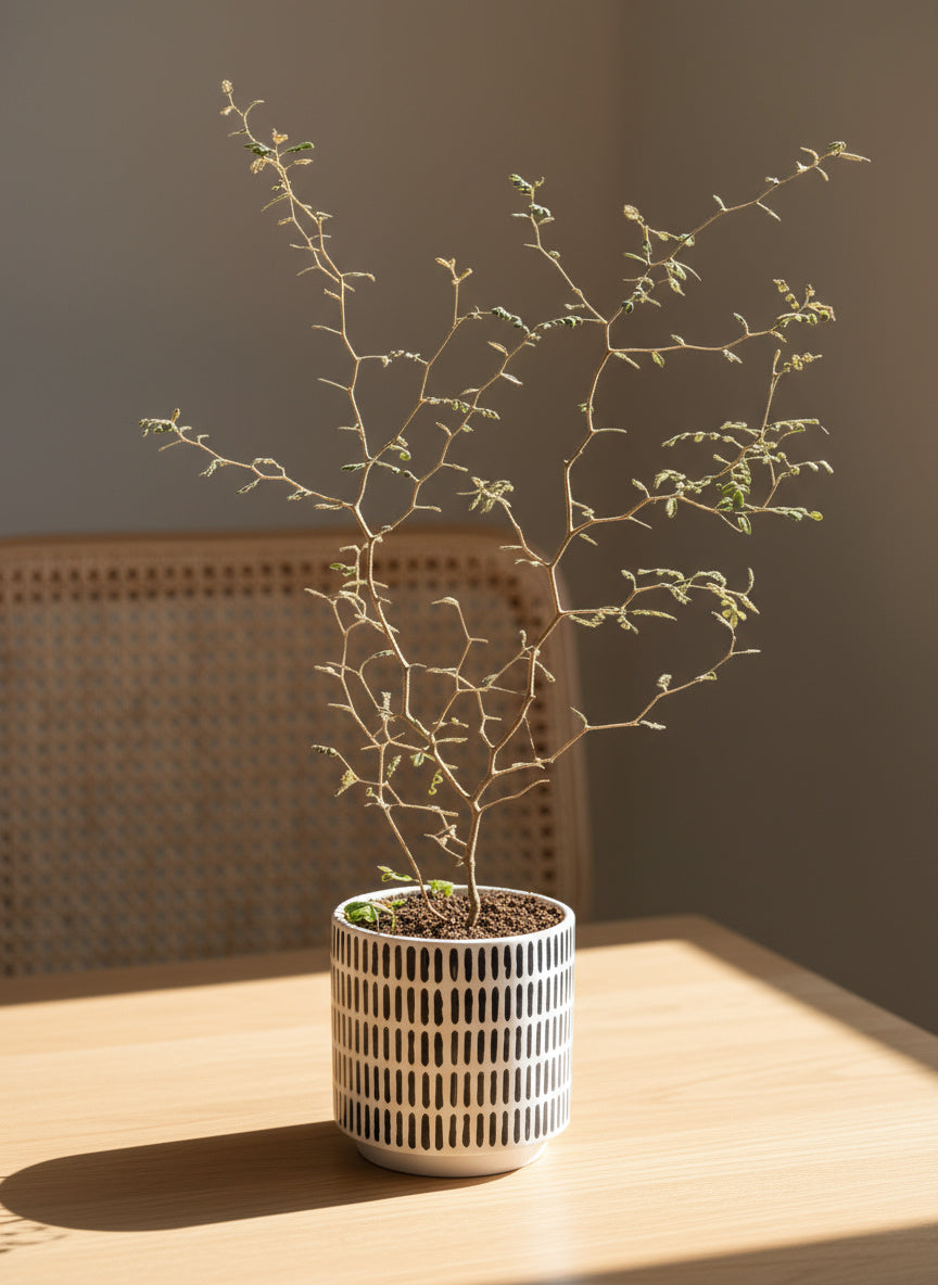 Sophora Prostrata 'Little Baby'