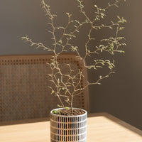 Sophora Prostrata 'Little Baby'