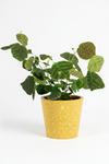 Christia Swallow Tail Butterfly Plant (Green) - Potted plant -  Tumbleweed Plants