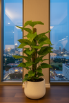 Epipremnum Money Plant (0.8m) - Potted plant -  Tumbleweed Plants