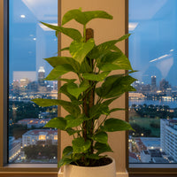 Epipremnum Money Plant (0.8m)