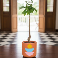 Money Tree Bottle-Trunk