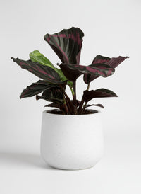 Calathea Roseopicta Purple - Potted plant -  Tumbleweed Plants