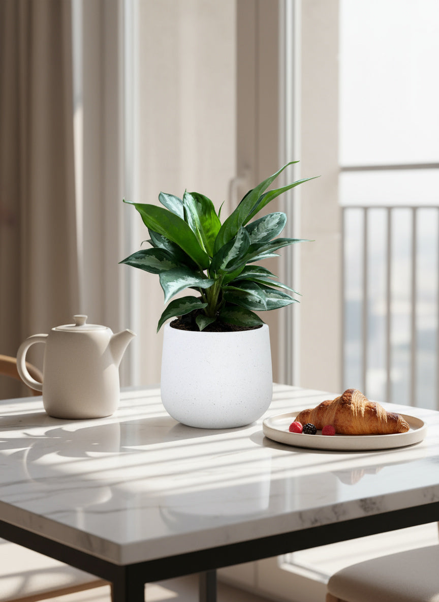 Aglaonema Pattaya Diamond Baby - Potted plant -  Tumbleweed Plants